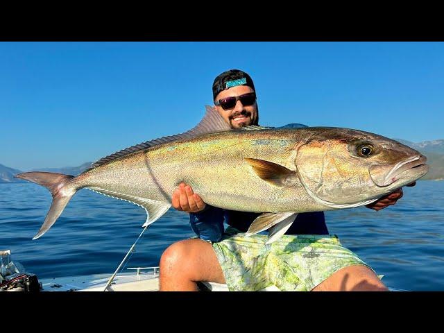 Giant Amberjack Influx Started in Antalya!!