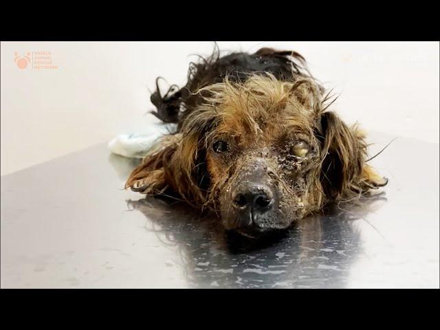 This Precious Dog Was Neglected All Its Life and Dumped at Dog Pound until Viktor Larkhill Saved it