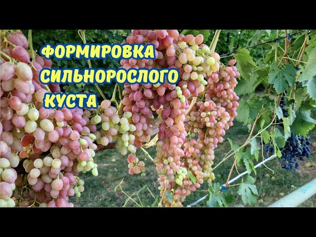 Формировка сильнорослого куста винограда, Лучистый.