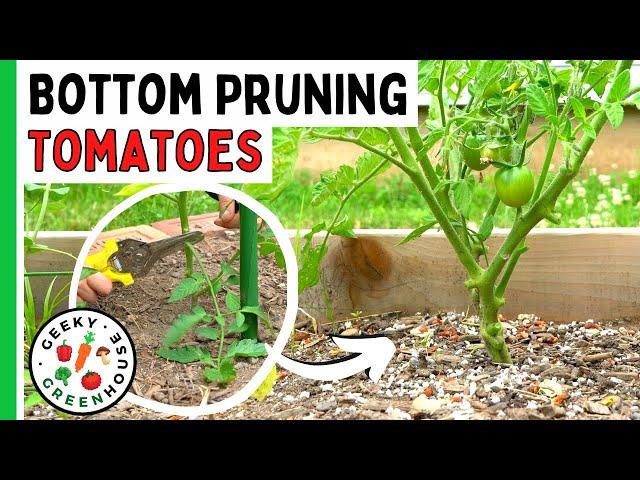 Bottom Pruning Tomatoes - How To Do It Right - Geeky Greenhouse