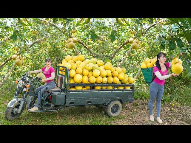 Harvesting a Full 3-Wheeled Truck Of Grapefruit Goes To Countryside Market Sell - Free Bushcraft