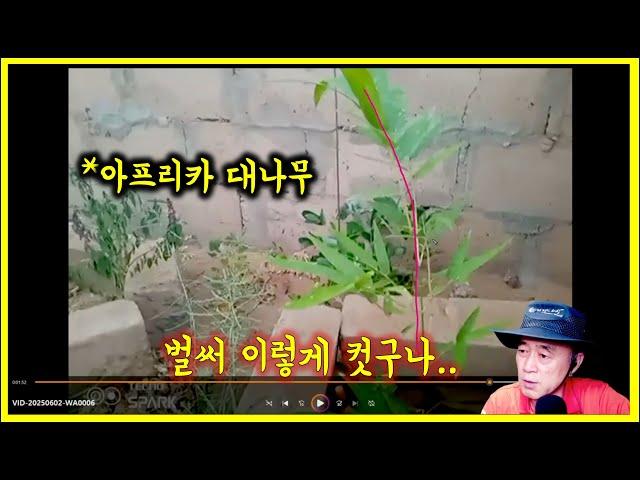 아프리카 나무심기. 대나무는 잘 커주고 있는데.. 모링가와 아주까리는?