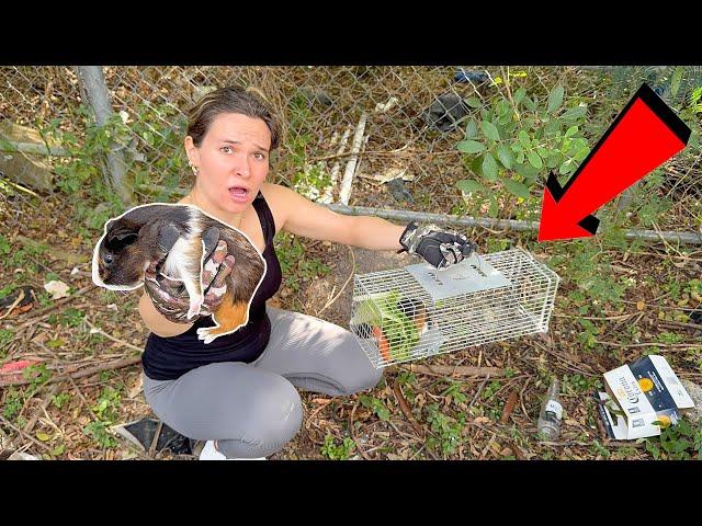 I SAVED A DUMPED GUINEA PIG FROM FREEZING!