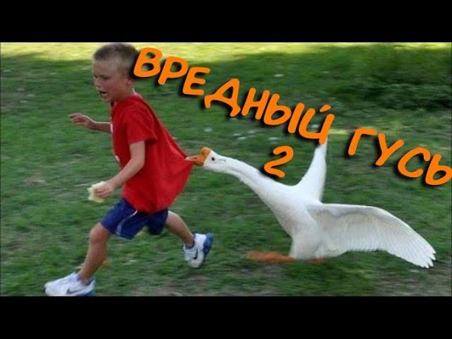 Вредный гусь 2 - Untitled goose game