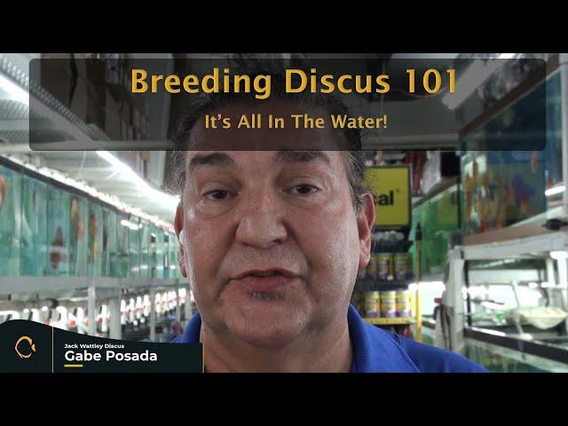 Breeding Discus 101 - It's In The Water