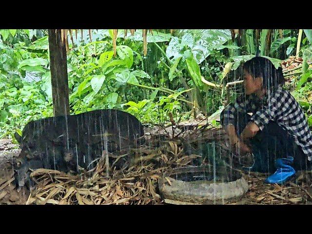 Build a new house for pigeons , feeding pigs encounter a big storm - Ban Thi Diet