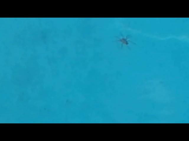 Wolf Spider Walks On Water