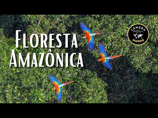 Floresta Amazônica Em 4K ULTRA HD #florestaamazonica #amazonrainforest #amazoniaselvagem