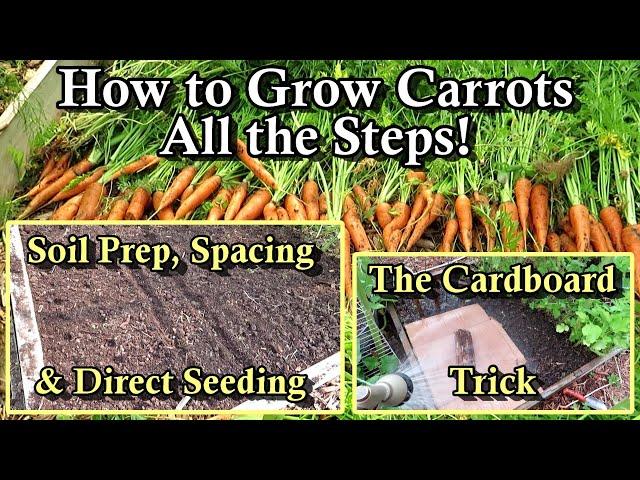 How to Grow Carrots in Your Garden: Harvest & Seed Planting Examples - All the Steps!