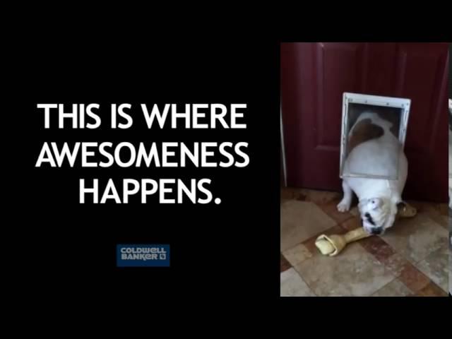 Bulldog  2016 Coldwell Banker Awesomeness Ad