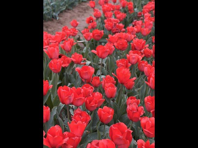 Tulip Garden NJ