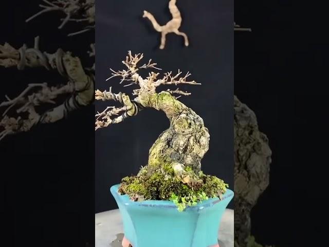 cắt bonsai đẹp của nghệ nhân Trung Quốc  #xuhuongtiktok #bonsaidep #bonsai #bonsaicaycanh #bonsaitr