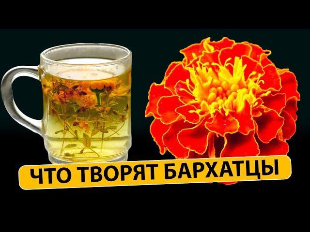 Что творят БАРХАТЦЫ с телом? 90% людей ДАЖЕ НЕ ЗНАЮТ о применении БАРХАТЦЕВ