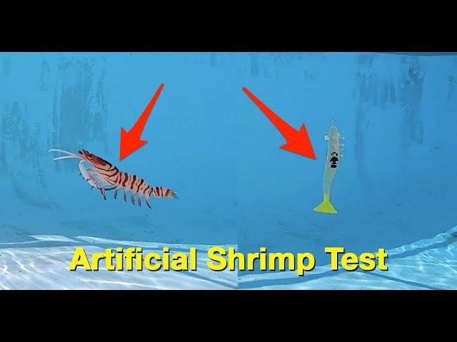 Best Artificial Shrimp To Fish Under A Popping Cork (Brand Comparison Test)