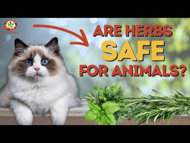 Are Herbs Safe for Pets and Animals? | Quick Lesson With Doc Jones