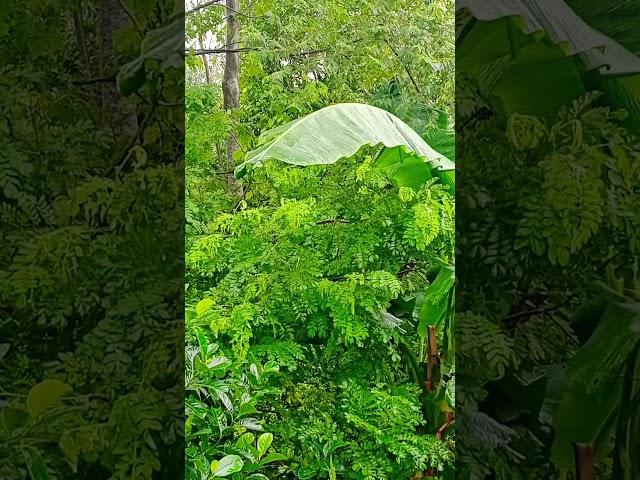 Rainy weather  green nature #sanjeetramanvideo