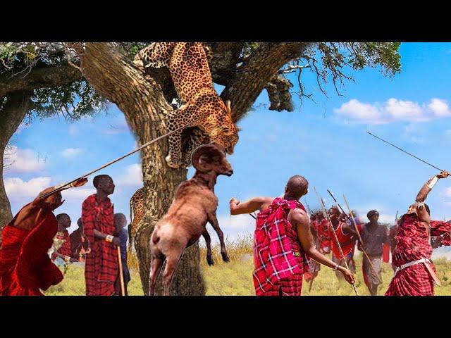 Touching Story! Maasai People Rushed To Attack The Leopard To Rescue The Poor Deer - Lion Vs Buffalo