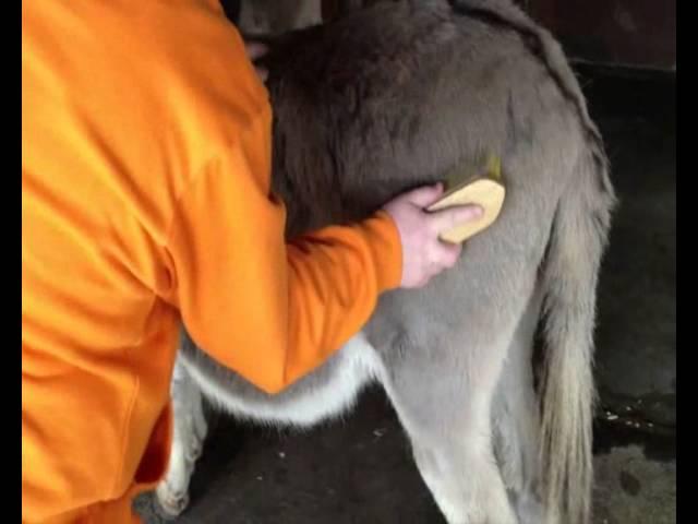 Extreme Clowning - Donkey Grooming