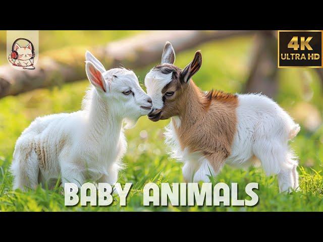 Baby Animals - Amazing World Of Young Animals | 4K Scenic Relaxation Film (60FPS)