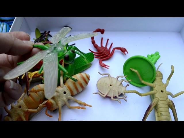 Insects. Overview. A box of toys.