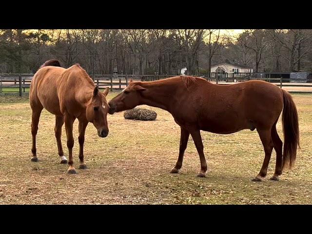 Natural Enrichment & Exercise in a Mixed Gender Herd