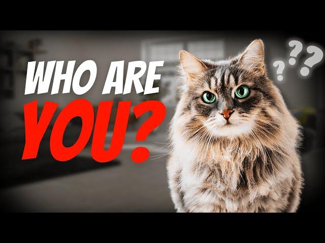 How Well Does Your Cat Really Know You?