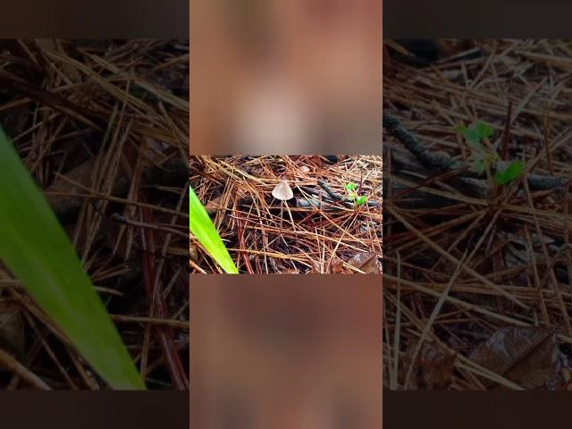 Después de las lluvias en Abril ,Hygrocybe cónica, tremella mesentérica, russula sardonia, mycena