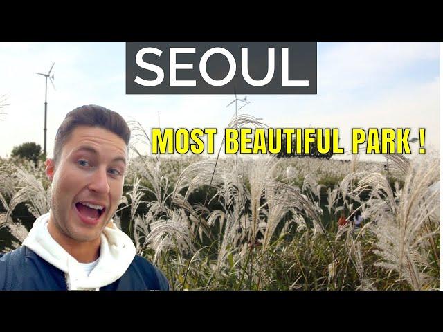 Visiting Seoul's STUNNING Silvergrass Festival | Haneul Park