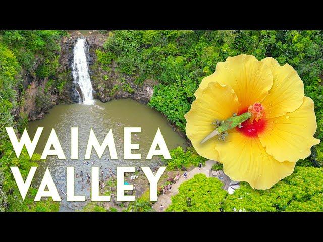 Waimea Valley - Everything You Need to Know 2025 [4K Drone]