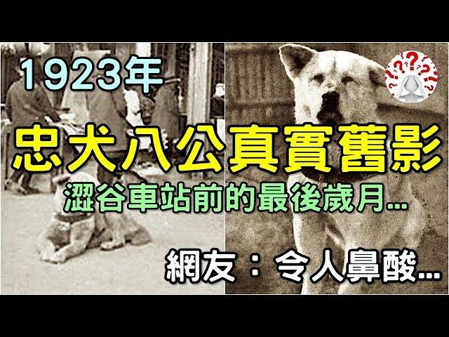 1923年「忠犬八公」真實舊影，憨厚守信忠犬八公，澀谷車站前的最後歲月...(歷史萬花鏡)