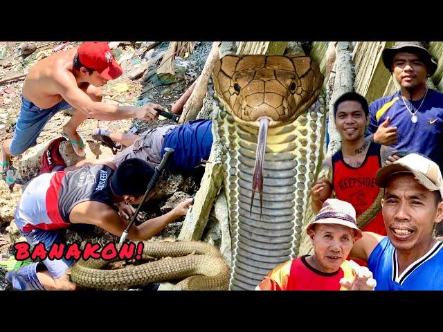 12FT BANAKON KING COBRA HULI SA DAVAO CITY!!!! #banakon #cobra #kingcobra #CobraPrince #CobraTeam