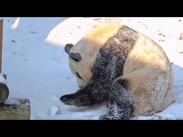 初雪降临，大熊猫双胞胎“睿宝”与“辉宝”雪中玩耍、共赏冬日奇景,也勾起了宋宝对福宝的深切思念……#大熊猫福宝#福宝和爷爷#萌宠出道计划#萌宠#福宝（日记）