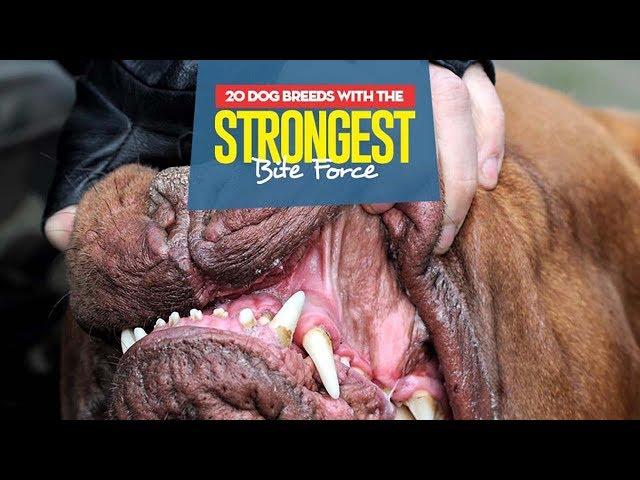 Top 10 Dog Breeds with the Strongest Bite Force