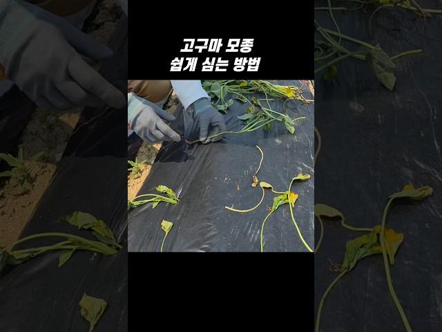 엉뚱마담은 고구마모종 이렇게 심어요 #5도2촌 #세컨하우스 #텃밭농사#고구마농사