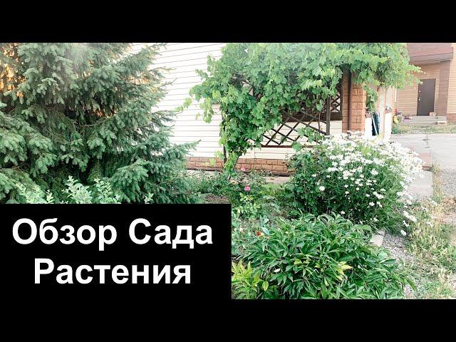 Мой Сад/Обзор сада/Розы/Ромашки/Коллекция растений