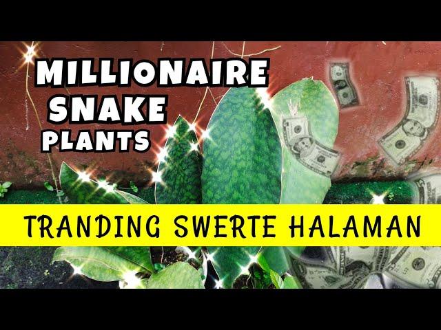 TRENDING LUCKY PLANT TODAY! MILLIONAIRE SNAKE PLANTS | PLANT CARE TIPS