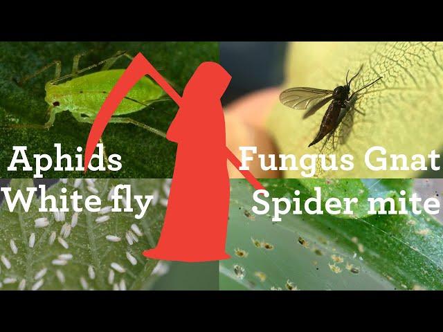 How to kill aphids, whitefly, spider mite, mealy bugs on your system