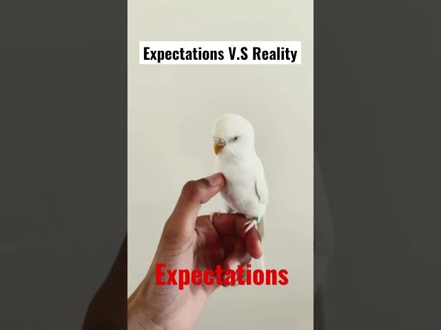 Expectations V.S Reality (Parakeet Version)#parakeets #parrots  | Pixie’s Diary