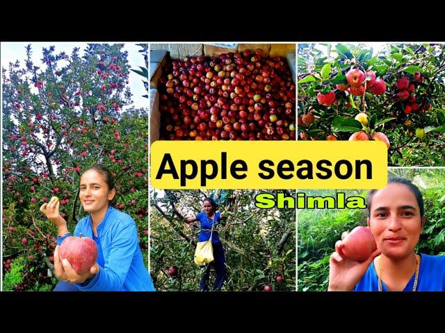 Apple Orchard in Shimla  || Apple orchard || Harvesting + Grading || Apple farm || Girl from North