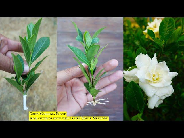 How to Propagate Gardenia plant from cuttings , Gardenia propagation