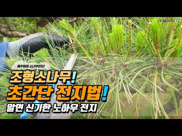 조형소나무! 초간단 전지법! 알면 신기한 노하우 전지 / Beautiful pruning of pine trees 040!