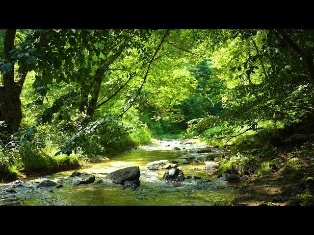 The sound of water in a cool, green valley, a cool summer valley in a deep forest ASMR 