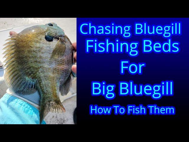 Big Bluegill Fishing
