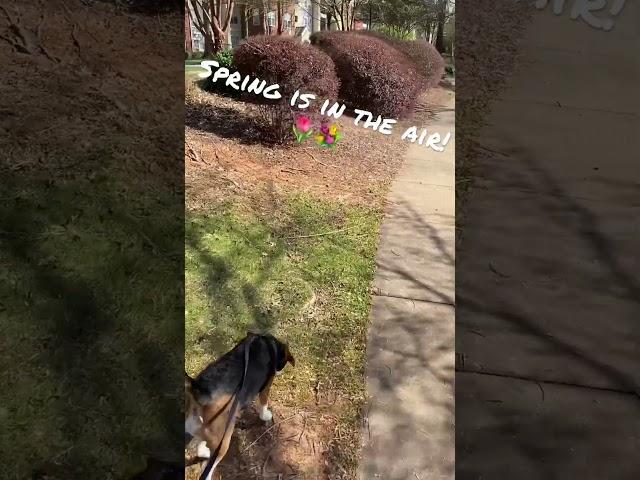 Beautiful Day! #dog #beagle