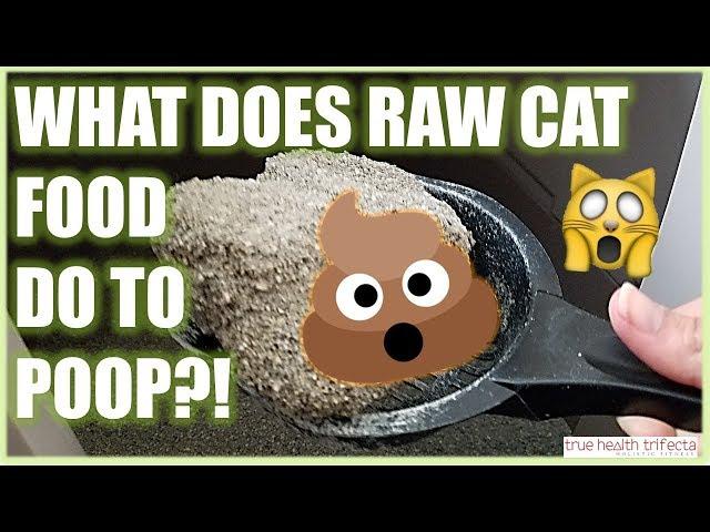 What does the Raw Cat Food Diet do to their POTTY HABITS?! - Cat Lady Fitness