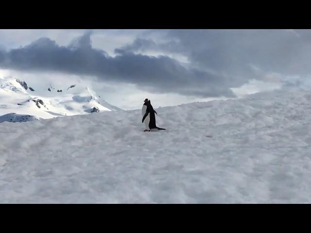 Penguin walking in Antarctica, Geographic Expeditions