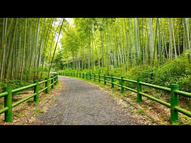 【4K】Relaxing Walk Through Bamboo Grove In Japan | ASMR