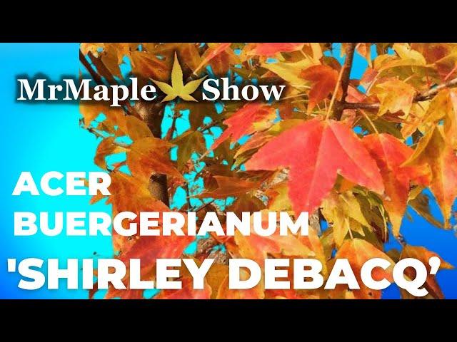 Acer buergerianum 'Shirley Debacq’ | Trident Maple | MrMaple Clips