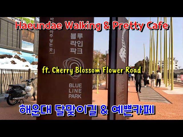 [Korea 한국] Busan Haeundae Moontan Road Cherry Blossom & Pretty Cafe / 해운대 문탠로드 벚꽃길과 오션브리즈 카페 (ENG)