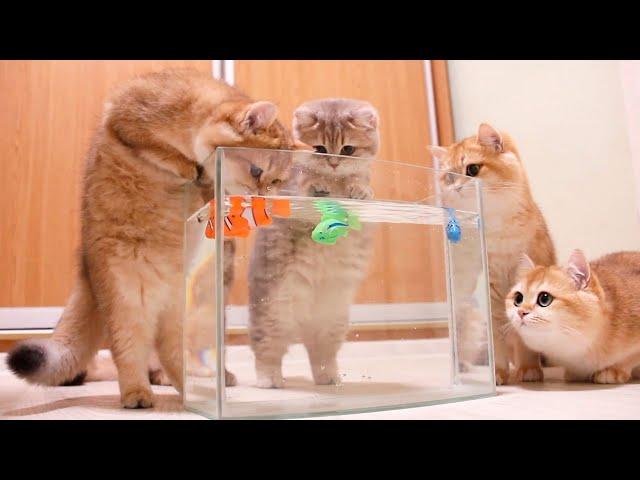 Kittens and Cats learn Сatches FISH.  Too funny |Too cute